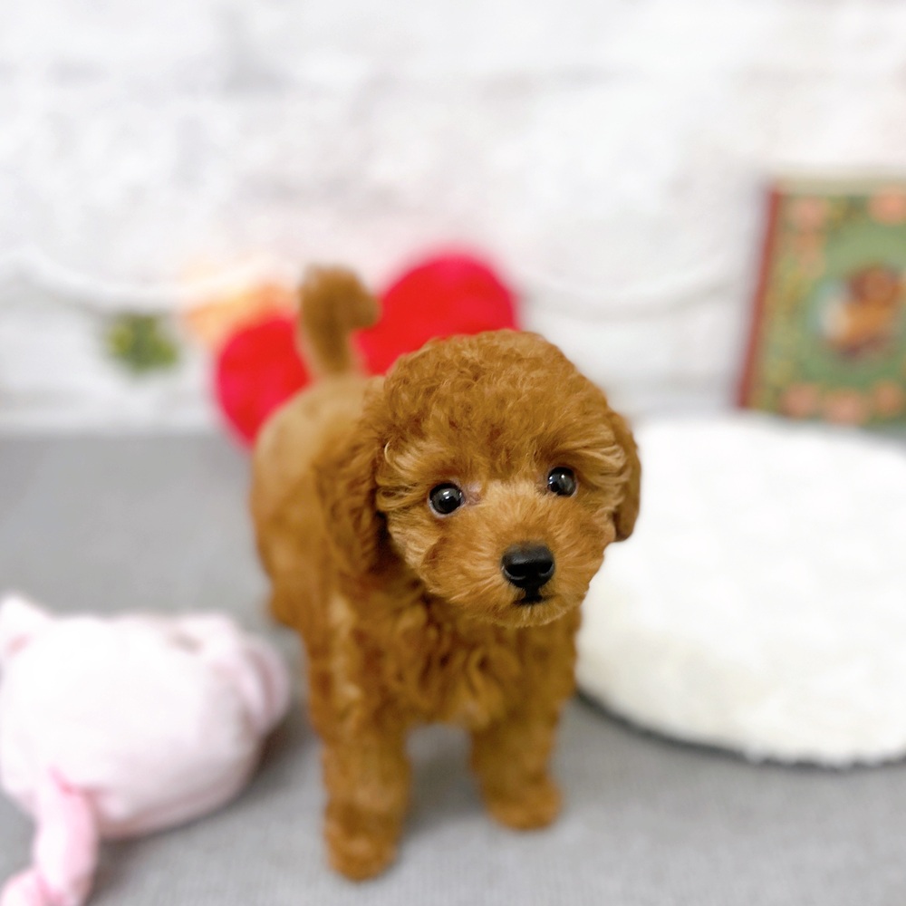 京都府のトイプードル(トイ) (犬の家＆猫の里京都樟葉店/2025年8月24日生まれ/女の子/レッドフォーン)の子犬の3枚目の画像