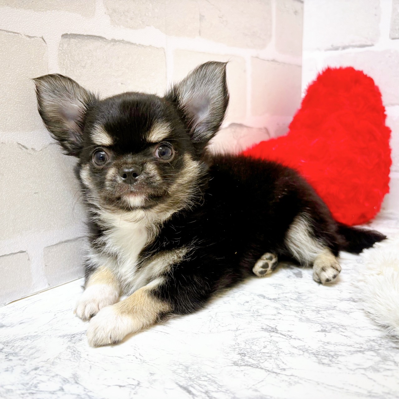 京都府のチワワ(ロング) (犬の家＆猫の里京都精華店/2025年8月25日生まれ/男の子/ブラックタンホワイト)の子犬の3枚目の画像