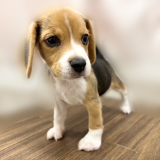 兵庫県のビーグル (犬の家&猫の里カナート西神戸店/2025年8月28日生まれ/女の子/ブラックタンホワイト)の子犬の3枚目の画像