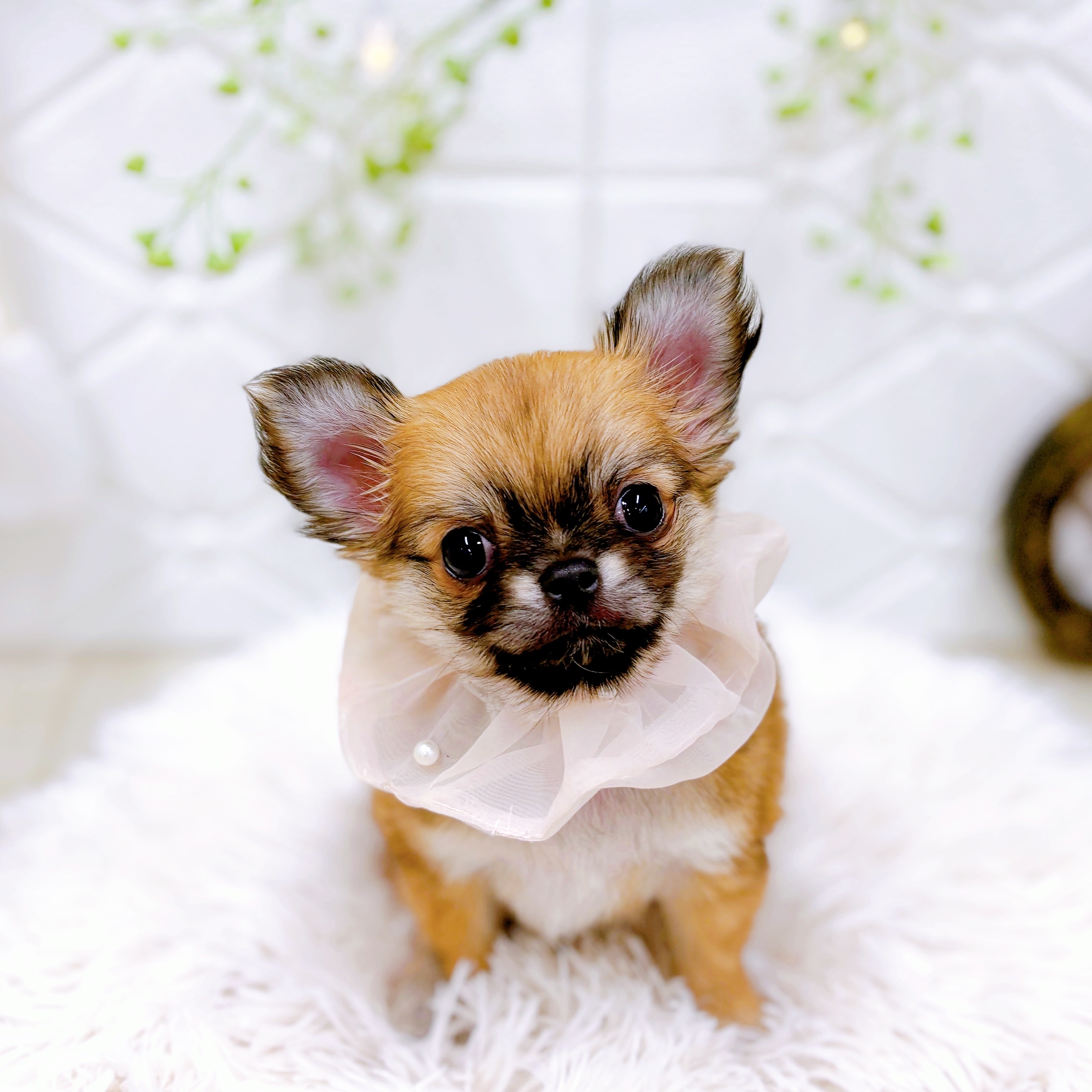 福井県のチワワ(ロング) (犬の家＆猫の里アミーゴ福井店/2025年8月23日生まれ/女の子/レッド)の子犬の3枚目の画像