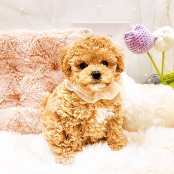 福井県のマルプー(マルチーズ×プードル) (犬の家＆猫の里福井店/2025年8月27日生まれ/女の子/アプリコット)の子犬