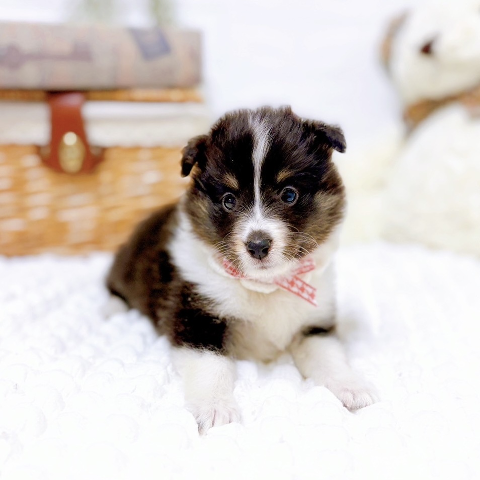 滋賀県のシェットランドシープドッグ (犬の家＆猫の里近江八幡店/2025年8月28日生まれ/女の子/ブラックタンホワイト)の子犬の3枚目の画像