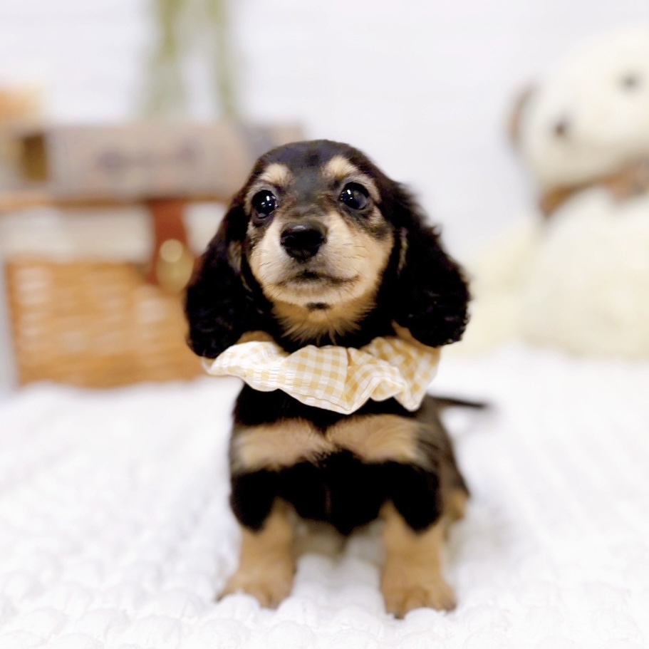 滋賀県のミニチュアダックスフンド(ロング) (犬の家＆猫の里近江八幡店/2025年8月27日生まれ/女の子/ブラックイエロー)の子犬の3枚目の画像