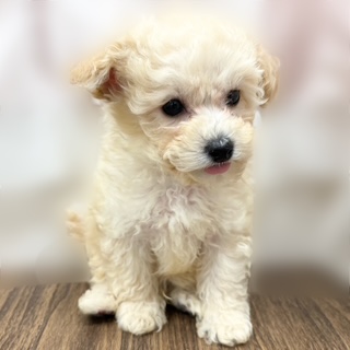 兵庫県のビションプー(ビションフリーゼ×プードル) (犬の家&猫の里カナート西神戸店/2025年8月28日生まれ/男の子/クリーム)の子犬の3枚目の画像