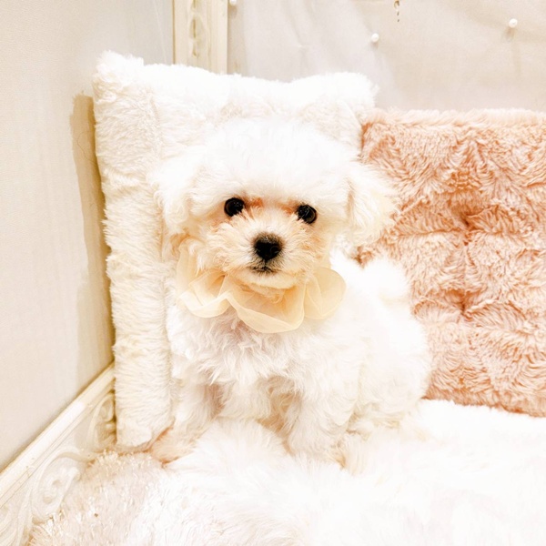 福井県のビションフリーゼ (犬の家＆猫の里福井店/2025年8月23日生まれ/女の子/ホワイト)の子犬の3枚目の画像