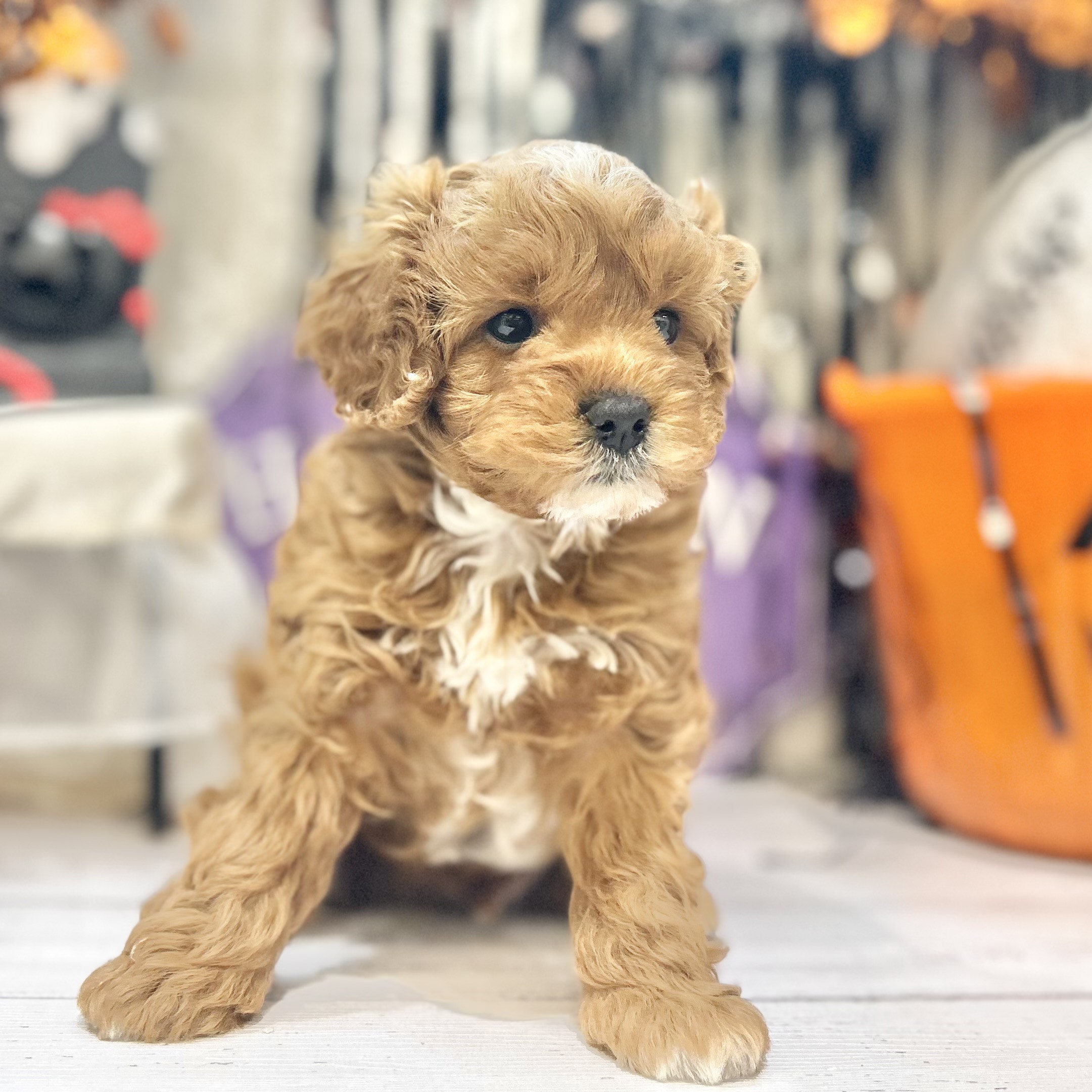 岡山県のキャバプー(キャバリア×プードル) (犬の家＆猫の里倉敷店/2025年8月29日生まれ/男の子/レッドホワイト)の子犬の3枚目の画像