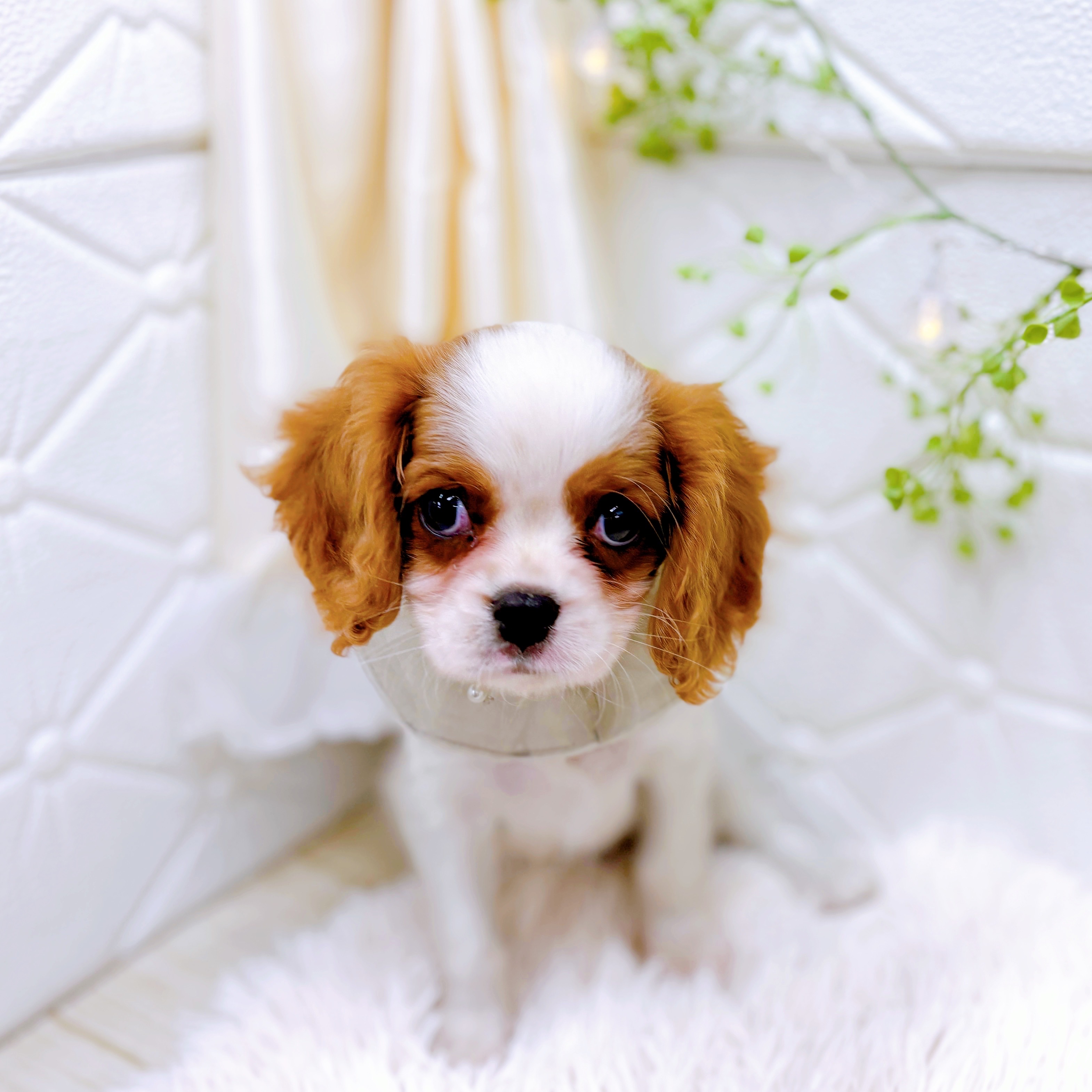 福井県のキャバリアキングチャールズスパニエル (犬の家＆猫の里アミーゴ福井店/2025年8月28日生まれ/男の子/ブレンハイム)の子犬の3枚目の画像