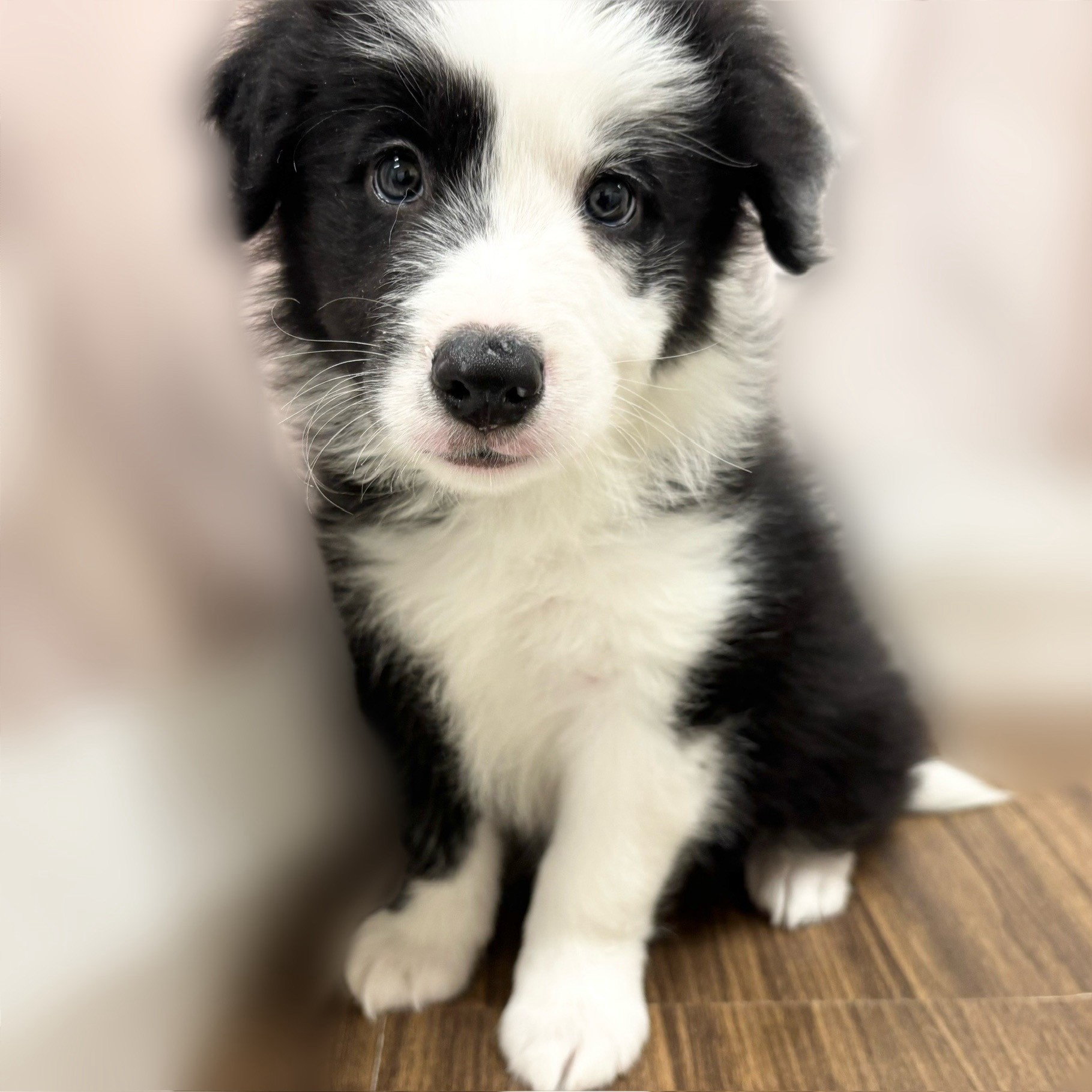 兵庫県のボーダーコリー (犬の家＆猫の里カナート西神戸店/2025年8月29日生まれ/男の子/ブラックホワイト)の子犬の3枚目の画像