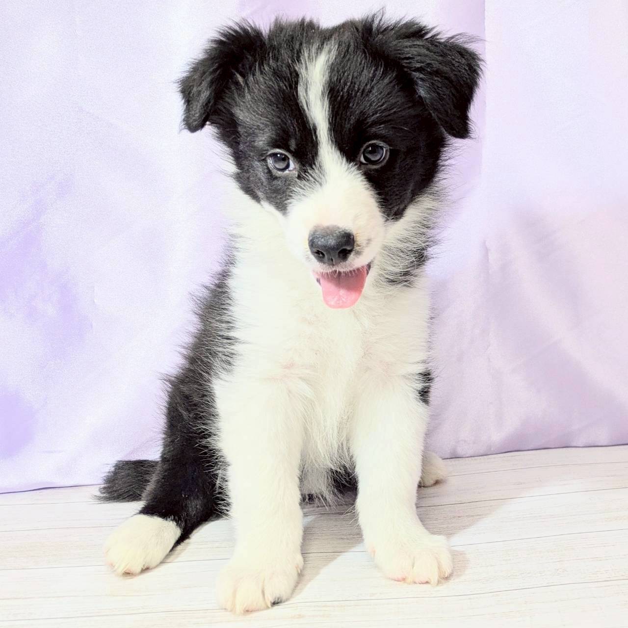 兵庫県のボーダーコリー (犬の家＆猫の里尼崎店/2025年8月29日生まれ/女の子/ブラックホワイト)の子犬の3枚目の画像