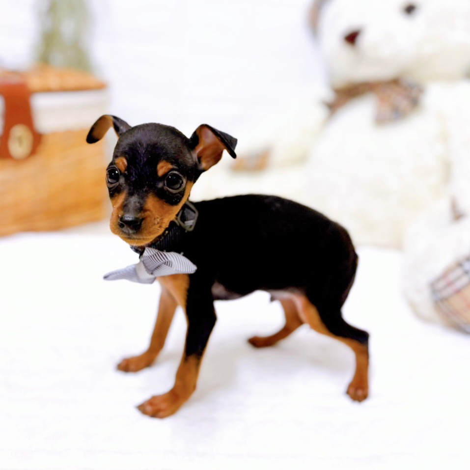 滋賀県のミニチュアピンシャー (犬の家＆猫の里近江八幡店/2025年11月15日生まれ/男の子/ブラックタン)の子犬の3枚目の画像