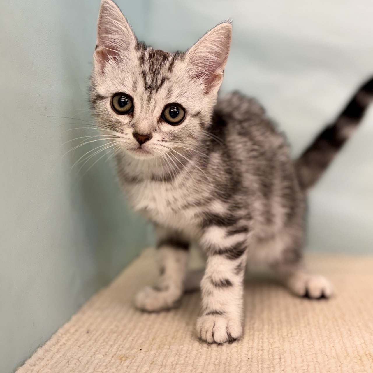 愛知県のアメリカンショートヘアー (犬の家＆猫の里春日井本店/2025年8月28日生まれ/女の子/シルバータビー)の子猫の1枚目の画像