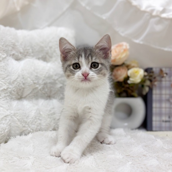 岐阜県のスコティッシュストレート (犬の家＆猫の里カラフルタウン岐阜店/2025年8月29日生まれ/男の子/ブルータビーホワイト)の子猫の3枚目の画像