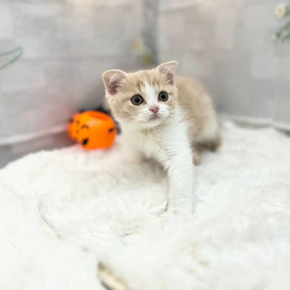 静岡県のスコティッシュフォールド (犬の家＆猫の里MEGAドン・キホーテ袋井店/2025年8月29日生まれ/男の子/クリームタビーホワイト)の子猫の3枚目の画像