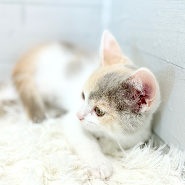 愛知県のスコティッシュストレート (犬の家＆猫の里豊田店/2025年8月29日生まれ/女の子/ライラックパッチドタビー＆ホワイト)の子猫の3枚目の画像