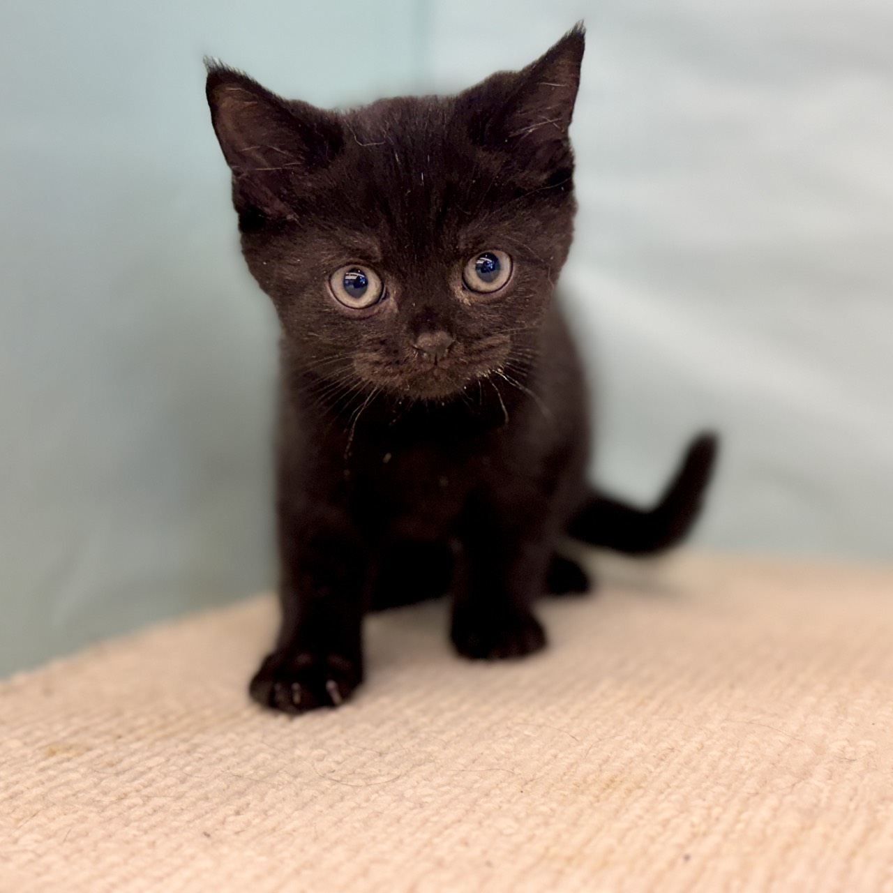 愛知県のブリティッシュショートヘアー (犬の家＆猫の里春日井本店/2025年8月29日生まれ/男の子/ブラック)の子猫の3枚目の画像