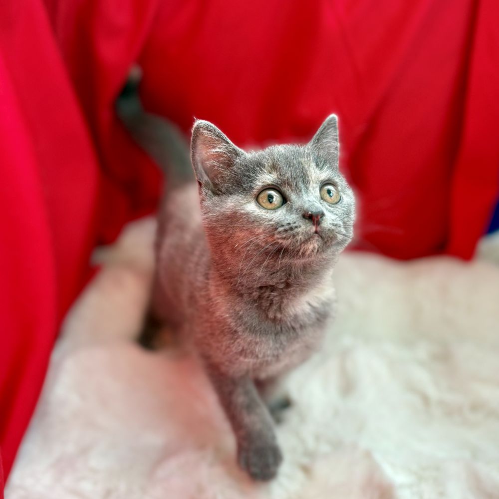 愛知県のブリティッシュショートヘアー (犬の家＆猫の里愛知刈谷店/2025年8月29日生まれ/女の子/ブルークリーム)の子猫の3枚目の画像