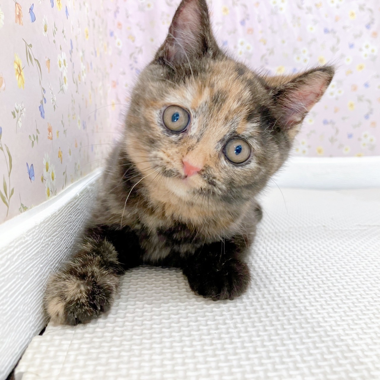 石川県のブリティッシュショートヘアー (犬の家＆猫の里金沢店/2025年8月29日生まれ/女の子/トーティーシェル)の子猫の3枚目の画像