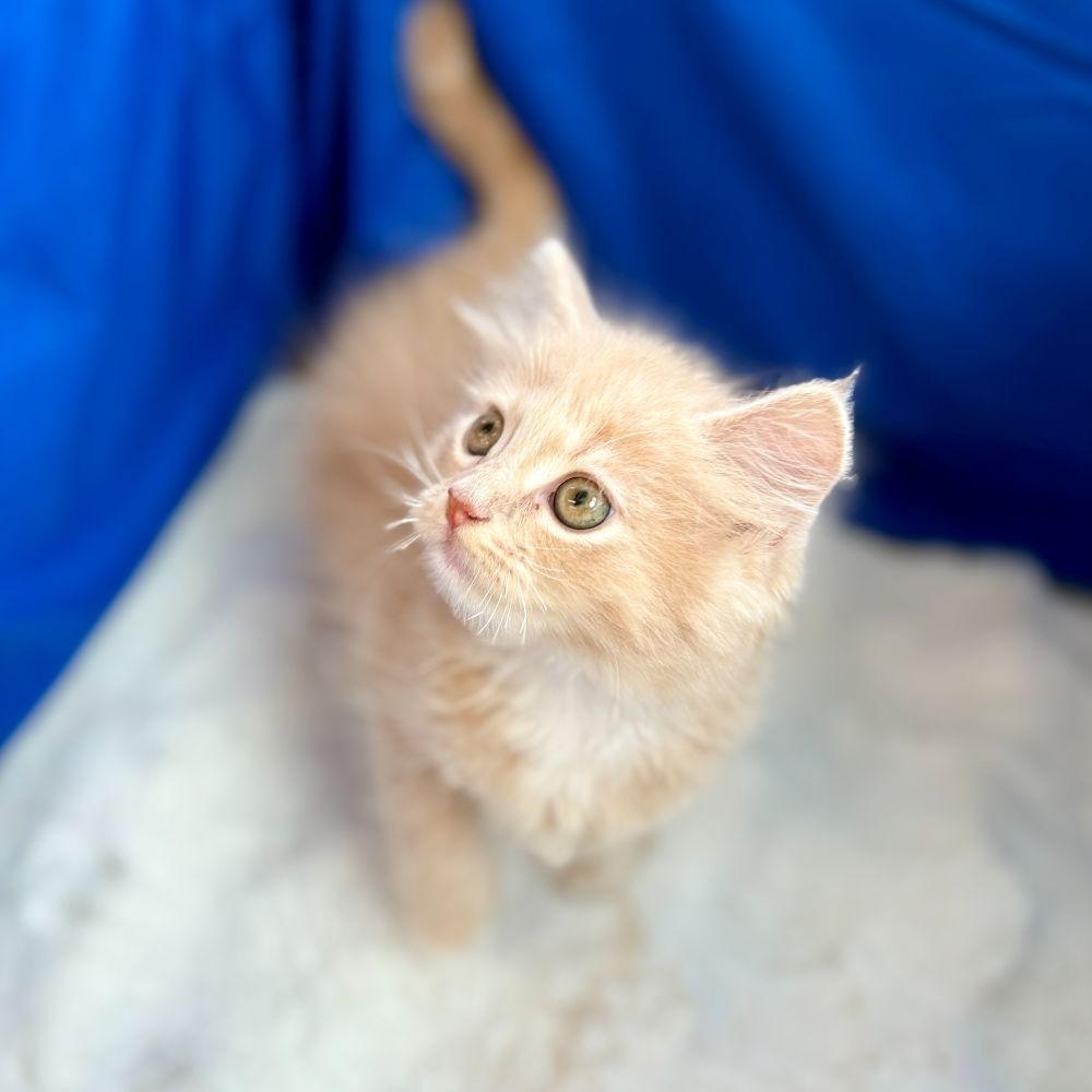 愛知県のサイベリアン (犬の家＆猫の里愛知刈谷店/2025年8月27日生まれ/男の子/クリームタビーホワイト)の子猫の3枚目の画像