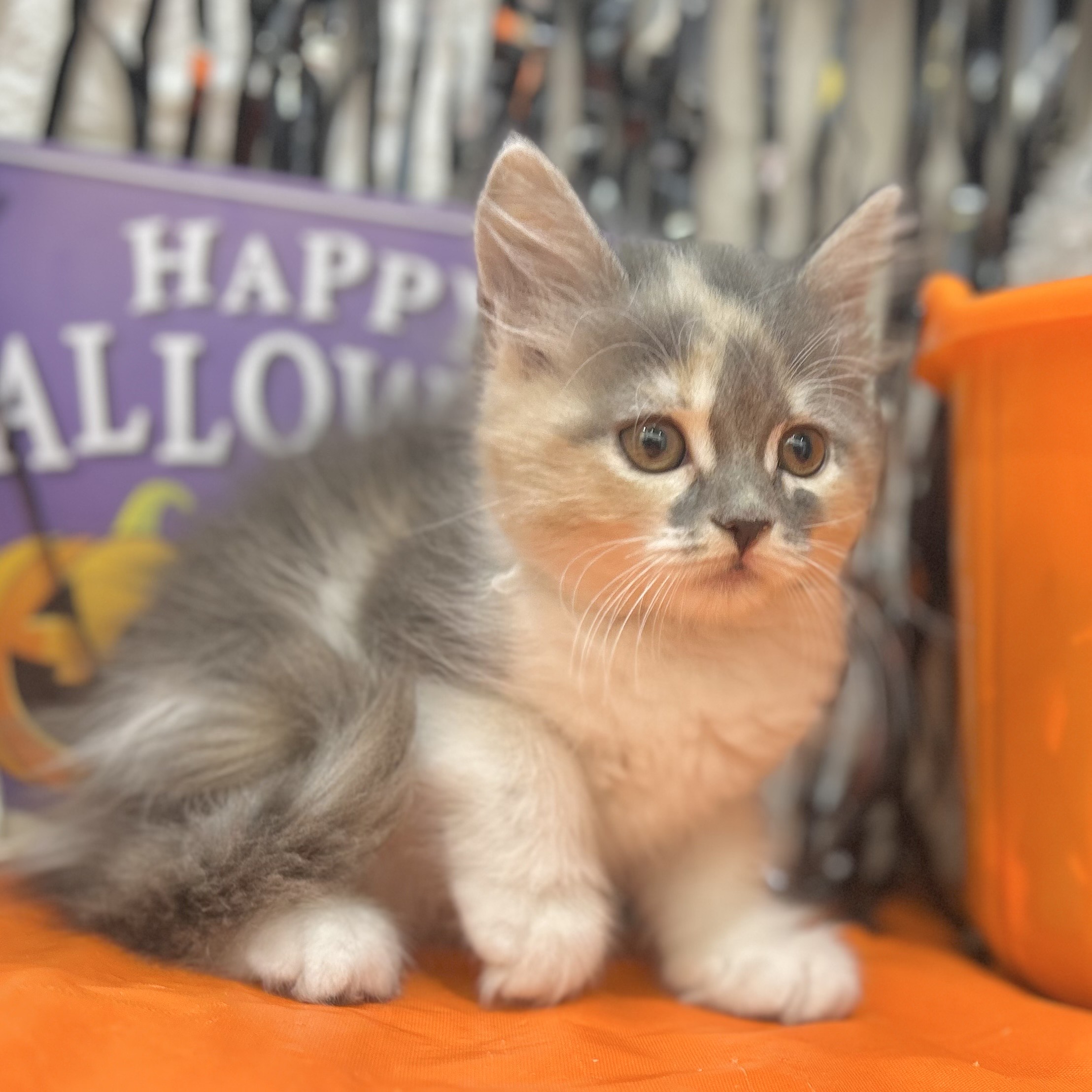 岡山県のサイベリアン (犬の家＆猫の里倉敷店/2025年8月27日生まれ/女の子/ブルーパッチドタビーホワイト)の子猫の3枚目の画像