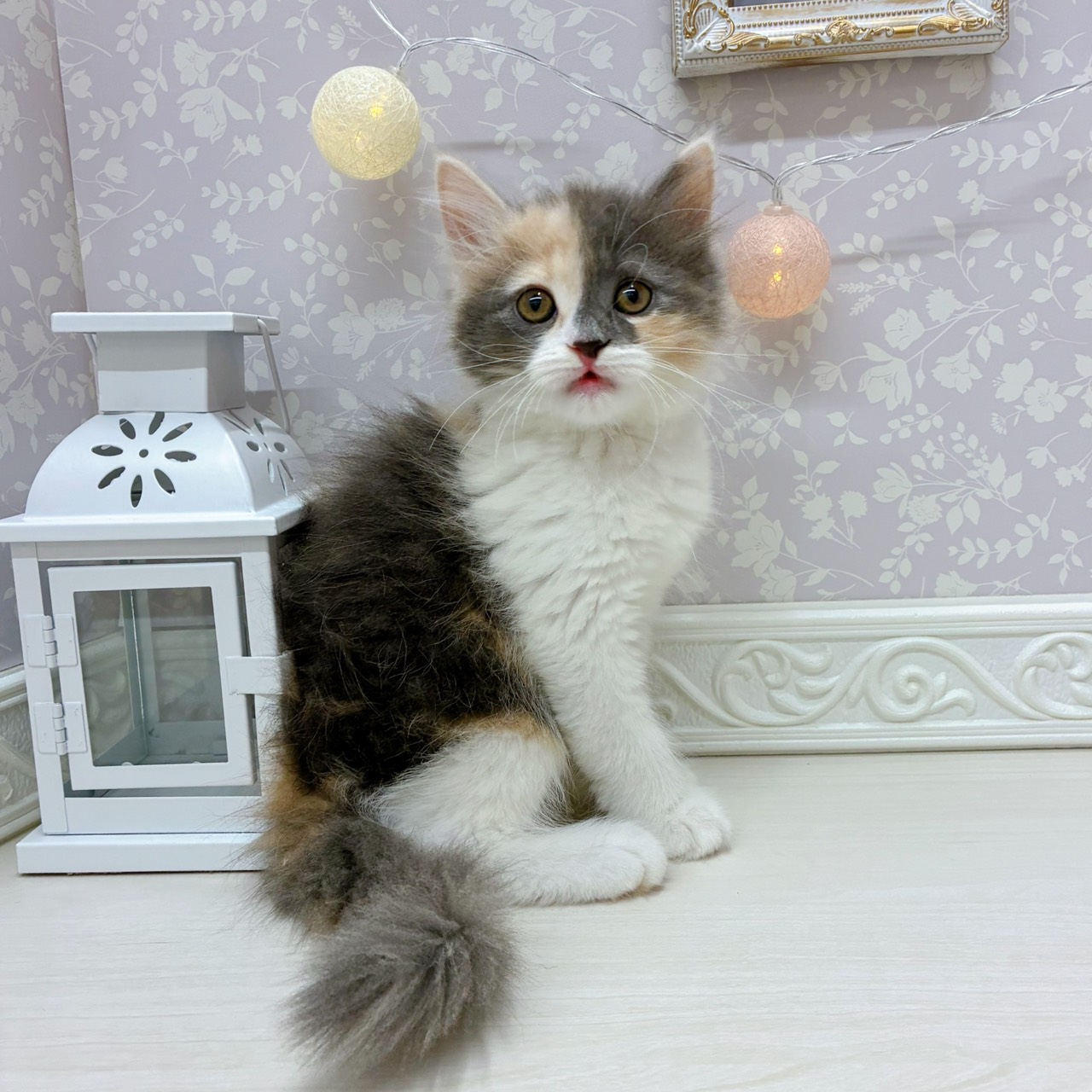 富山県のサイベリアン (犬の家&猫の里アミーゴ山室店/2025年8月27日生まれ/女の子/ブルーパッチドタビーホワイト)の子猫の3枚目の画像