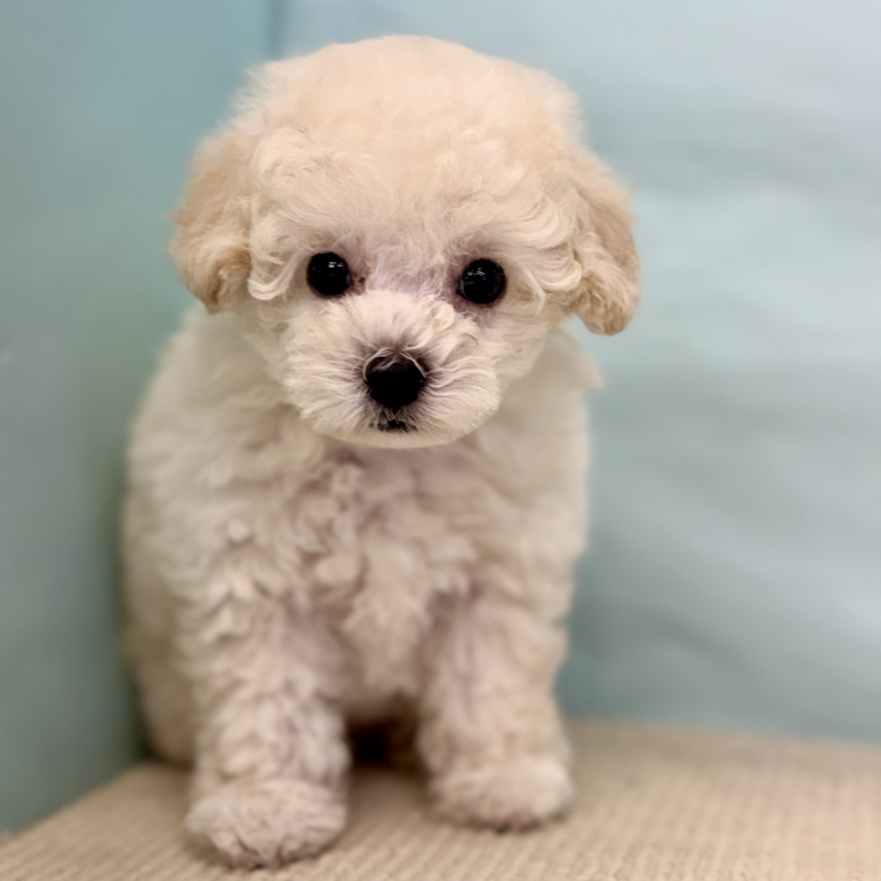 愛知県のトイプードル(トイ) (犬の家＆猫の里春日井本店/2025年8月27日生まれ/男の子/ホワイト)の子犬の3枚目の画像