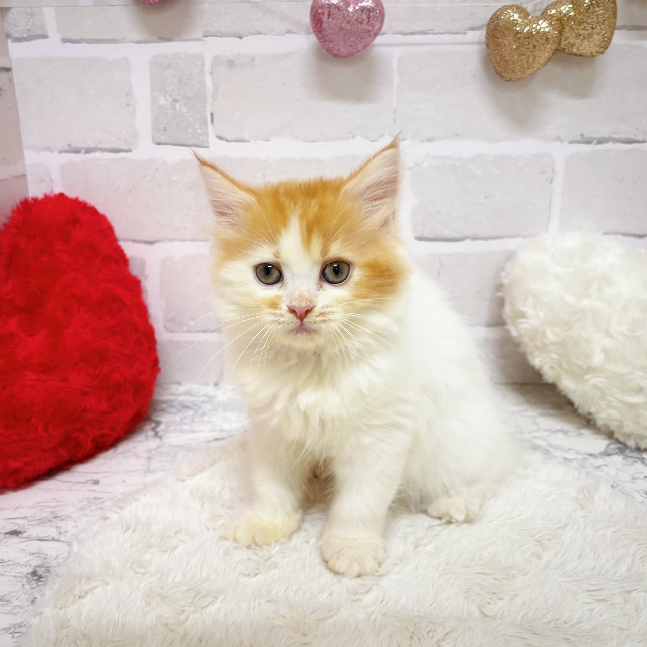 京都府のスコティッシュフォールド (犬の家＆猫の里京都精華店/2025年8月28日生まれ/女の子/レッドタビーホワイト)の子猫の3枚目の画像