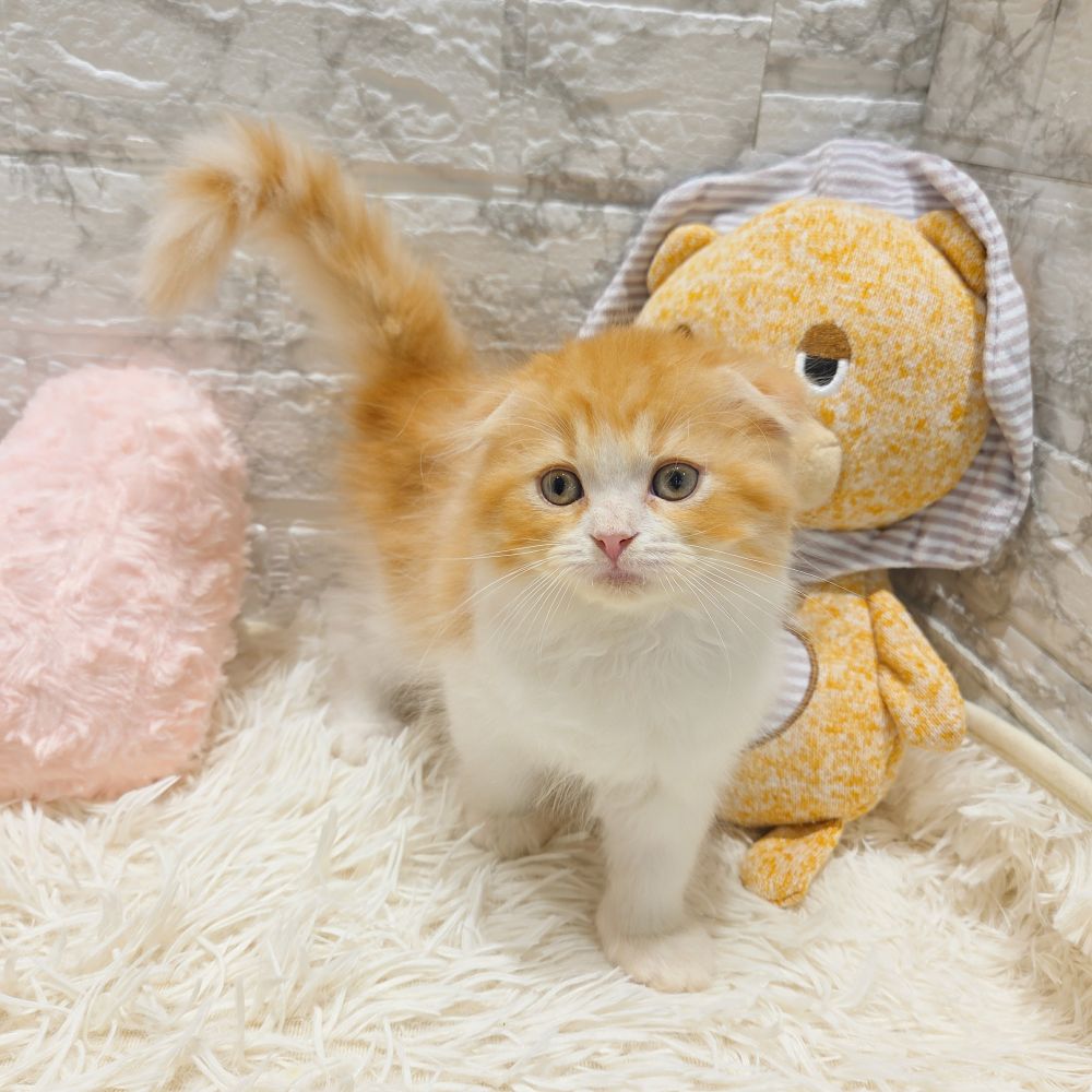 愛知県のスコティッシュフォールド (犬の家＆猫の里MiO香久山店/2025年8月28日生まれ/男の子/レッドタビーホワイト)の子猫の3枚目の画像