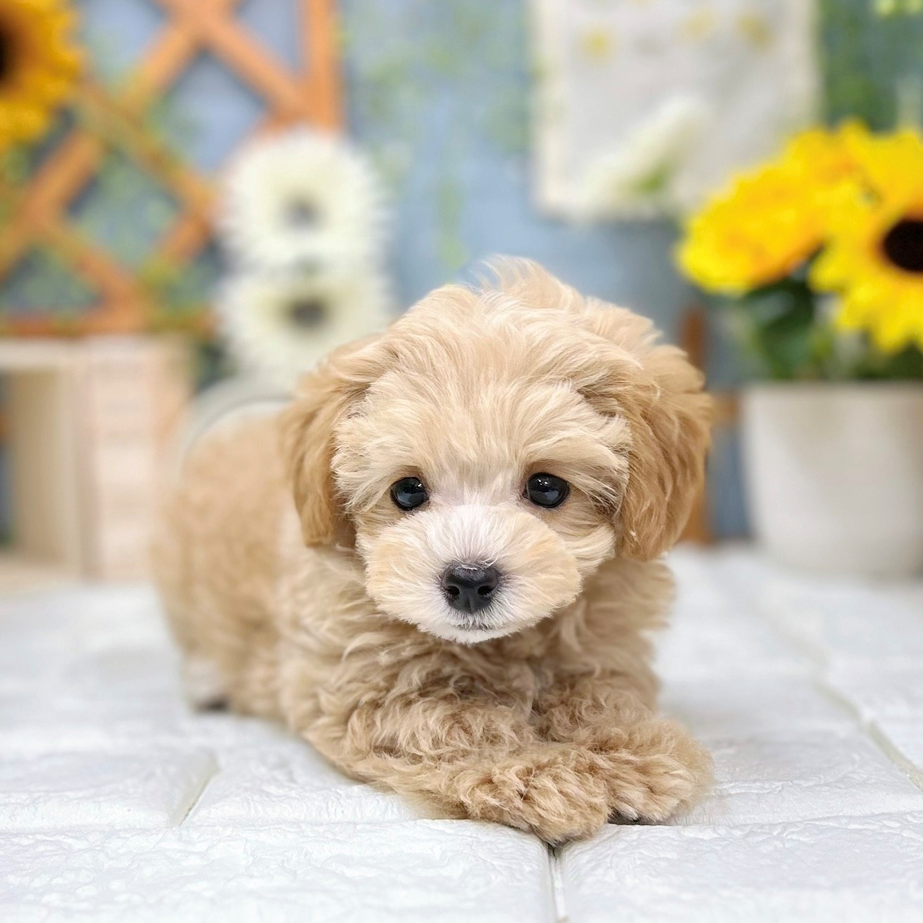 ハーフ犬男の子の写真