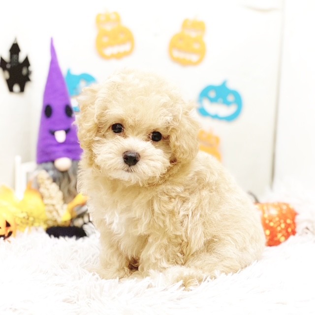 静岡県のマルプー(マルチーズ×プードル) (犬の家＆猫の里藤枝店/2025年8月28日生まれ/男の子/アプリコット)の子犬の3枚目の画像