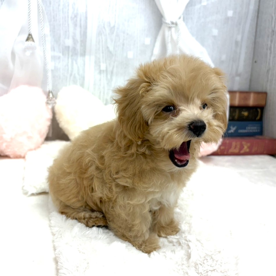 神奈川県のマルプー(マルチーズ×プードル) (犬の家＆猫の里相模原店/2025年8月28日生まれ/女の子/アプリコット)の子犬の3枚目の画像