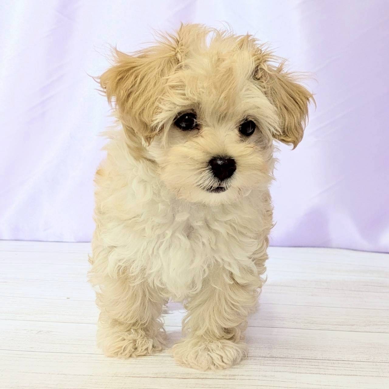 兵庫県のマルプー(マルチーズ×プードル) (犬の家＆猫の里尼崎店/2025年8月30日生まれ/男の子/アプリコット)の子犬の3枚目の画像