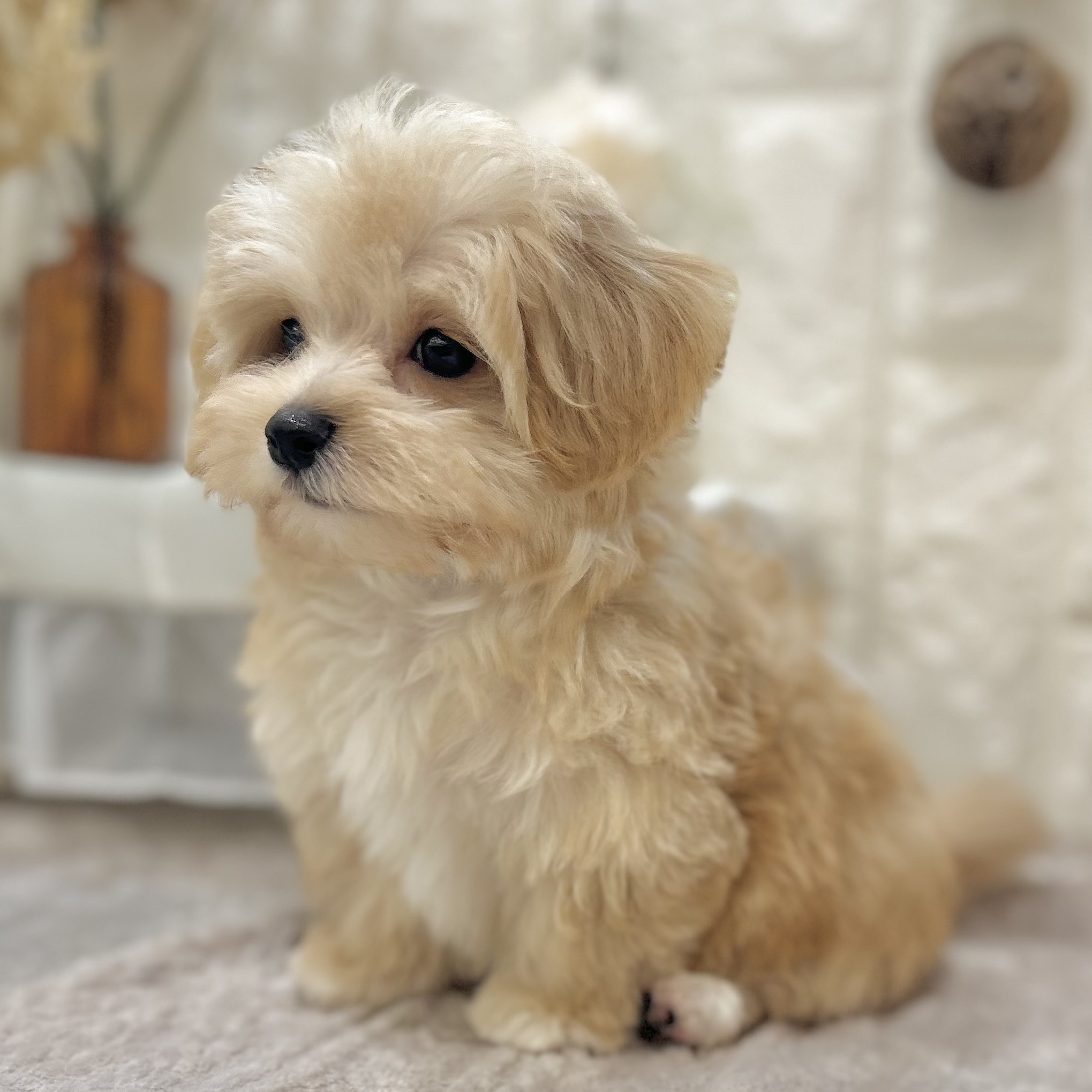 岡山県のマルプー(マルチーズ×プードル) (犬の家＆猫の里倉敷店/2025年8月30日生まれ/男の子/アプリコット)の子犬の3枚目の画像