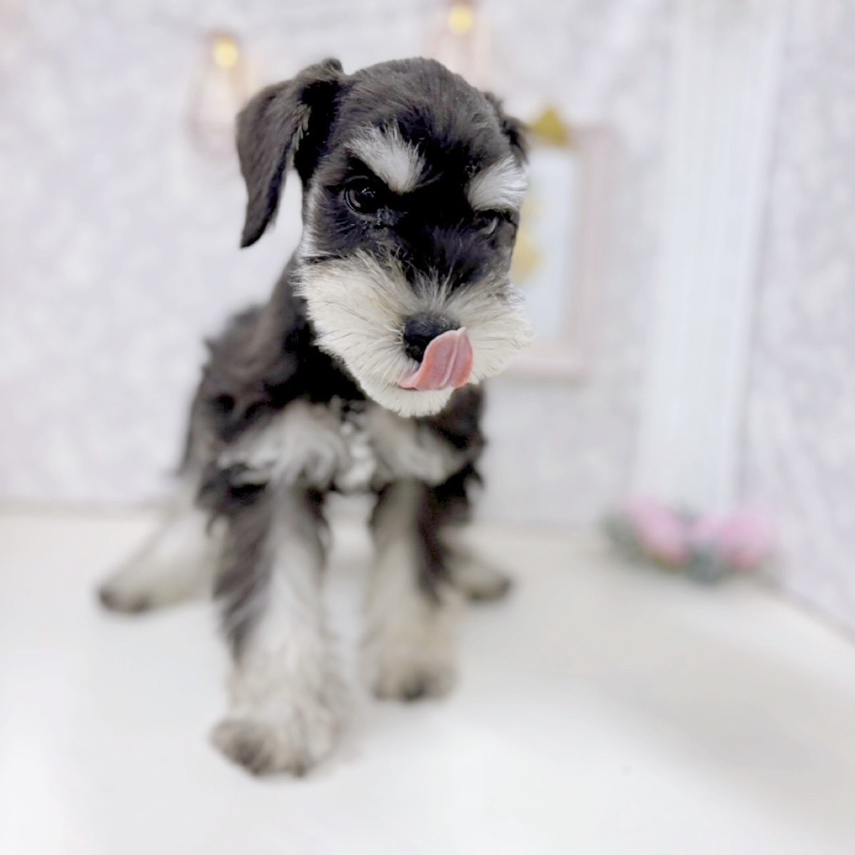 富山県のミニチュアシュナウザー (犬の家＆猫の里アミーゴ高岡蓮花寺店/2025年8月30日生まれ/男の子/ブラックシルバー)の子犬の3枚目の画像