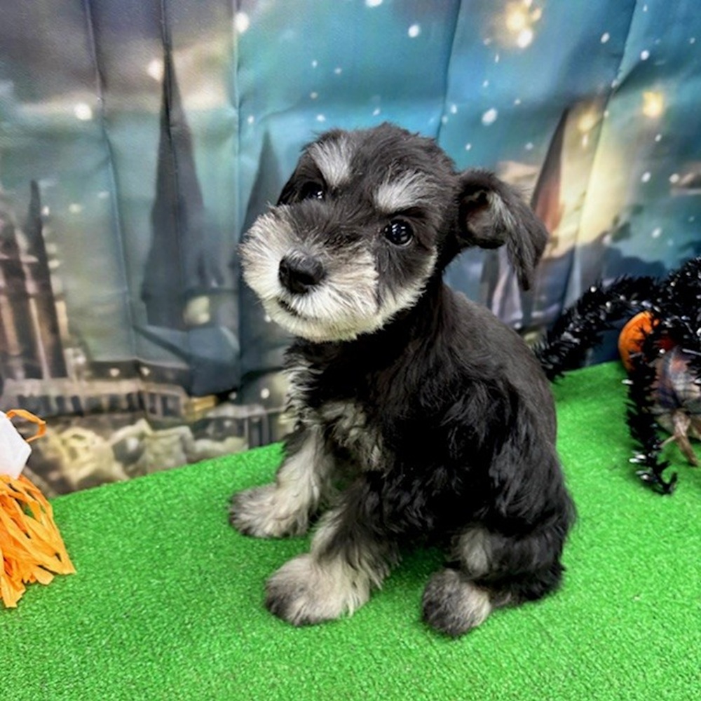 愛知県のミニチュアシュナウザー (犬の家&猫の里名古屋天白店/2025年8月30日生まれ/女の子/ブラックシルバー)の子犬の3枚目の画像