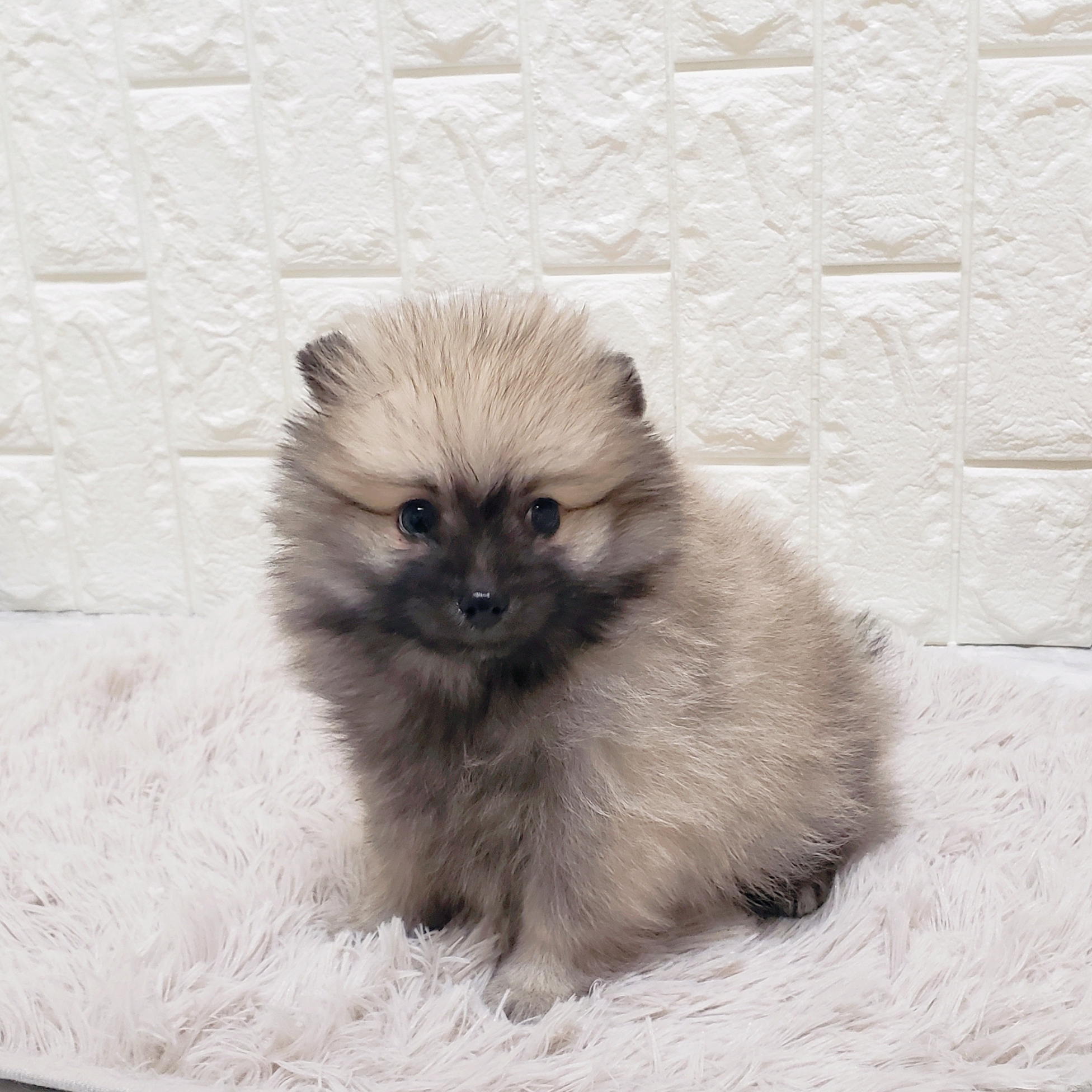 岡山県のポメラニアン (犬の家＆猫の里岡山店/2025年8月31日生まれ/男の子/ウルフセーブル)の子犬の3枚目の画像