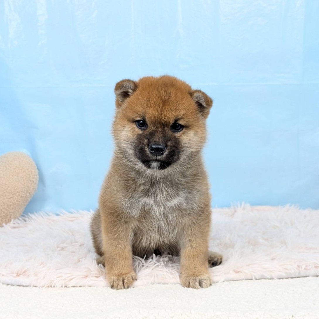 兵庫県の柴犬(標準サイズ) (犬の家＆猫の里川西店/2025年8月30日生まれ/男の子/赤)の子犬の1枚目の画像