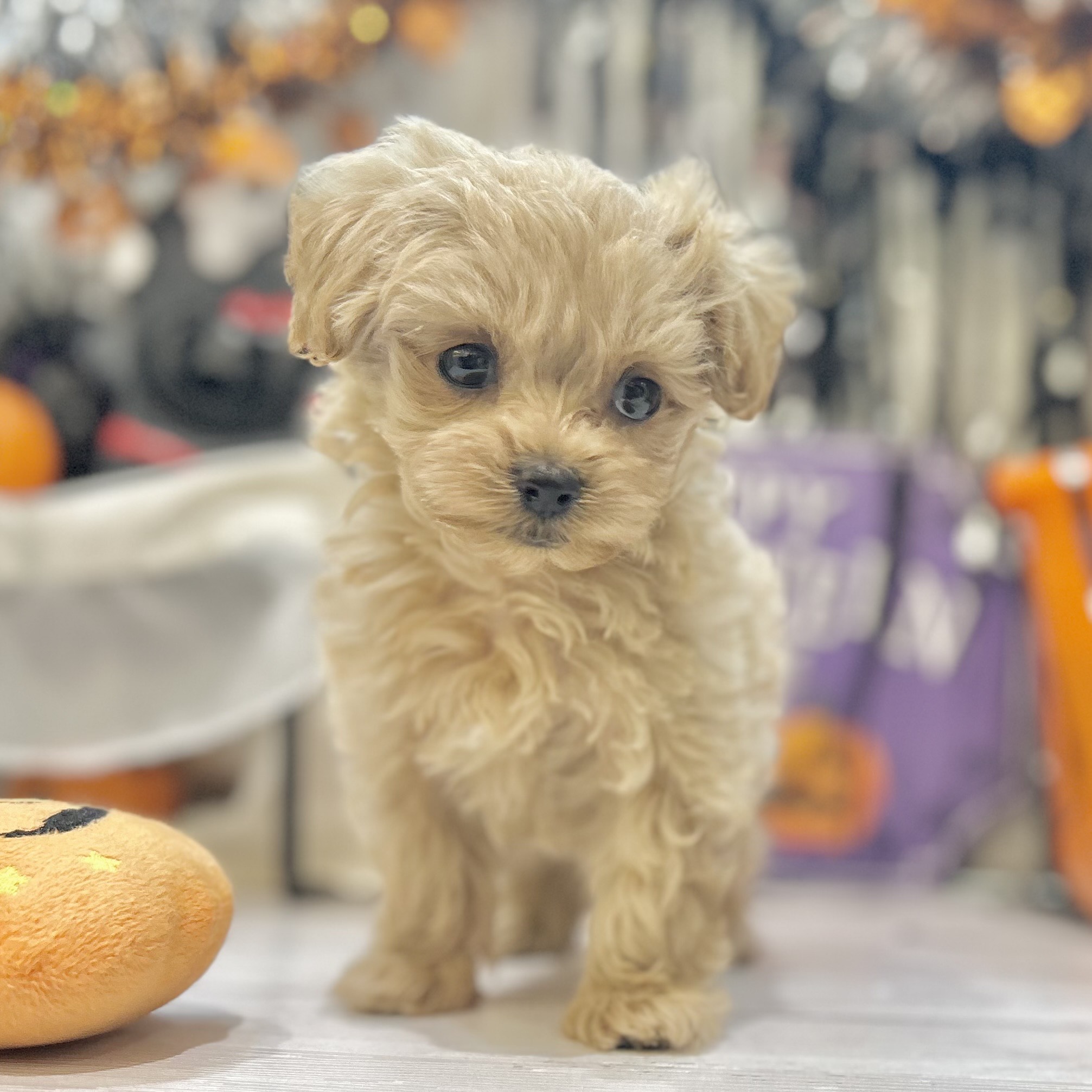 岡山県のマルプー(マルチーズ×プードル) (犬の家＆猫の里倉敷店/2025年8月30日生まれ/女の子/アプリコット)の子犬の3枚目の画像