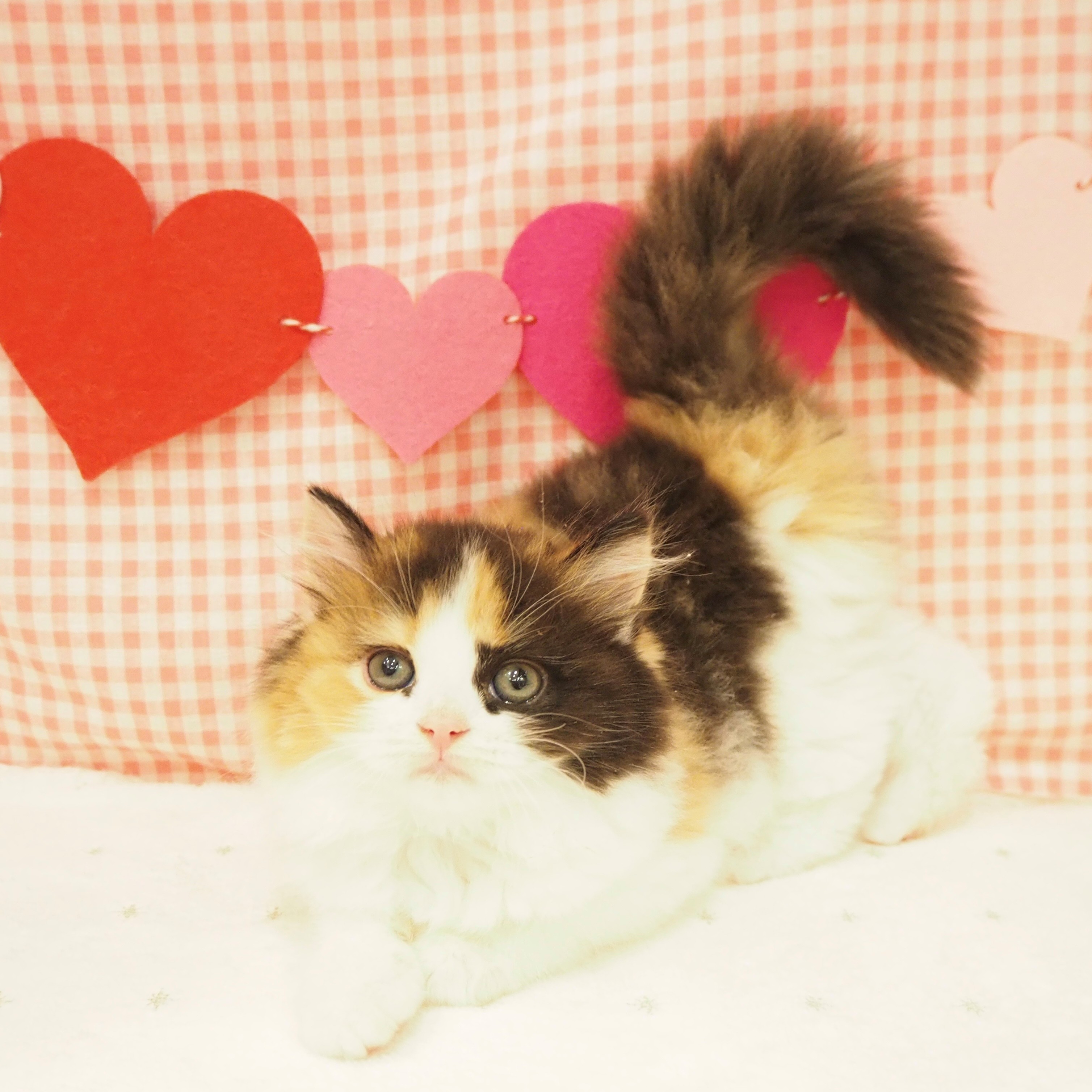 大阪府のスコティッシュストレート (犬の家&猫の里もりのみやキューズモールBASE店/2025年8月30日生まれ/女の子/ブラウンパッチドタビーホワイト)の子猫の3枚目の画像