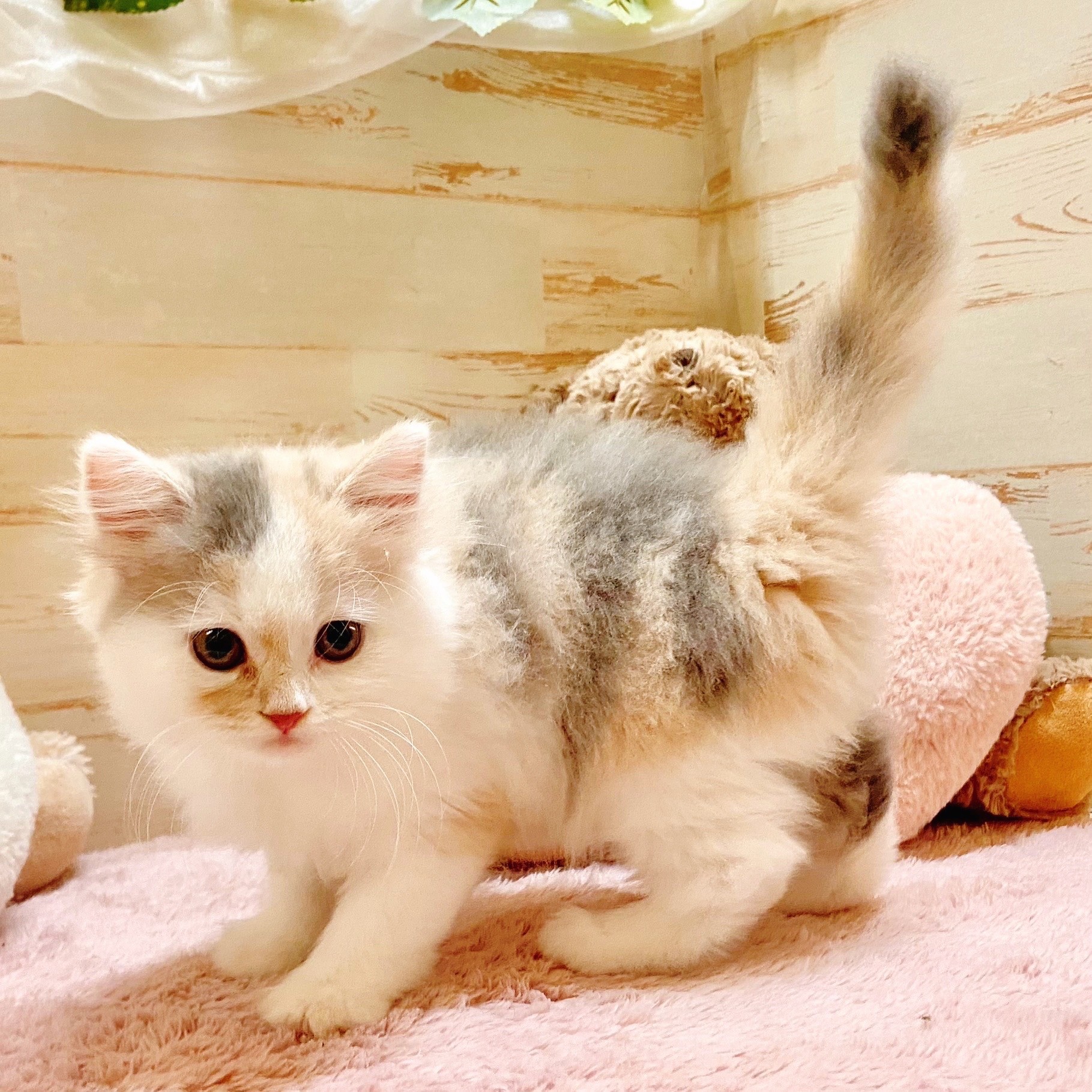 兵庫県のスコティッシュストレート (犬の家&猫の里神戸店/2025年8月31日生まれ/女の子/ブルーパッチドタビーホワイト)の子猫の3枚目の画像