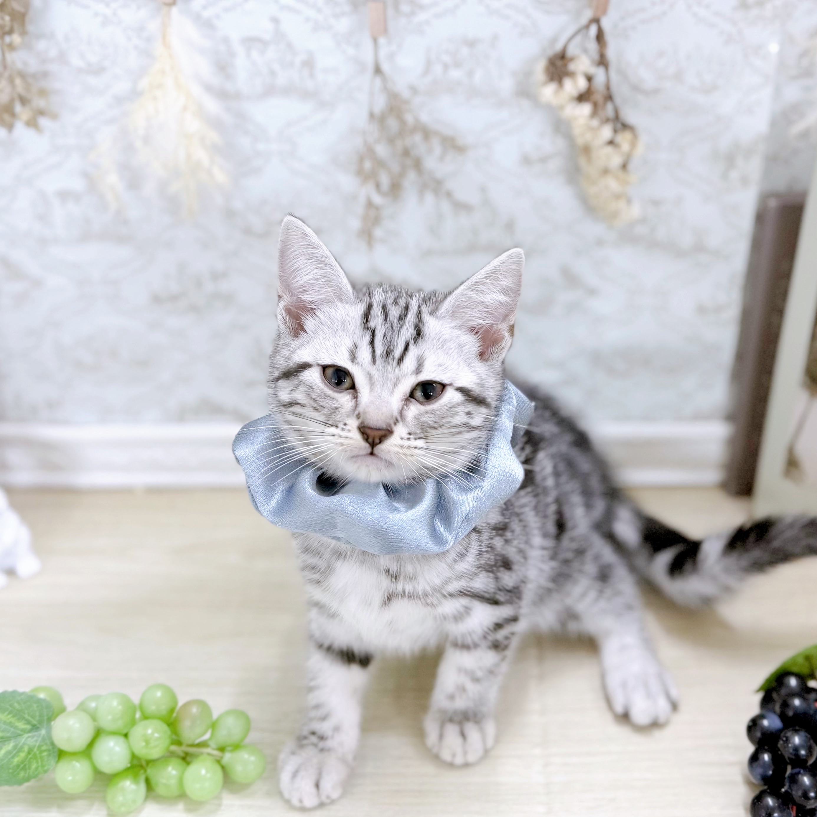 福井県のアメリカンショートヘアー (犬の家＆猫の里アミーゴ福井大和田店/2025年8月24日生まれ/男の子/シルバータビー)の子猫