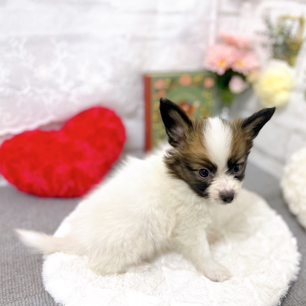 京都府のパピヨン (犬の家＆猫の里京都樟葉店/2025年8月31日生まれ/男の子/ホワイトブラウン)の子犬の3枚目の画像
