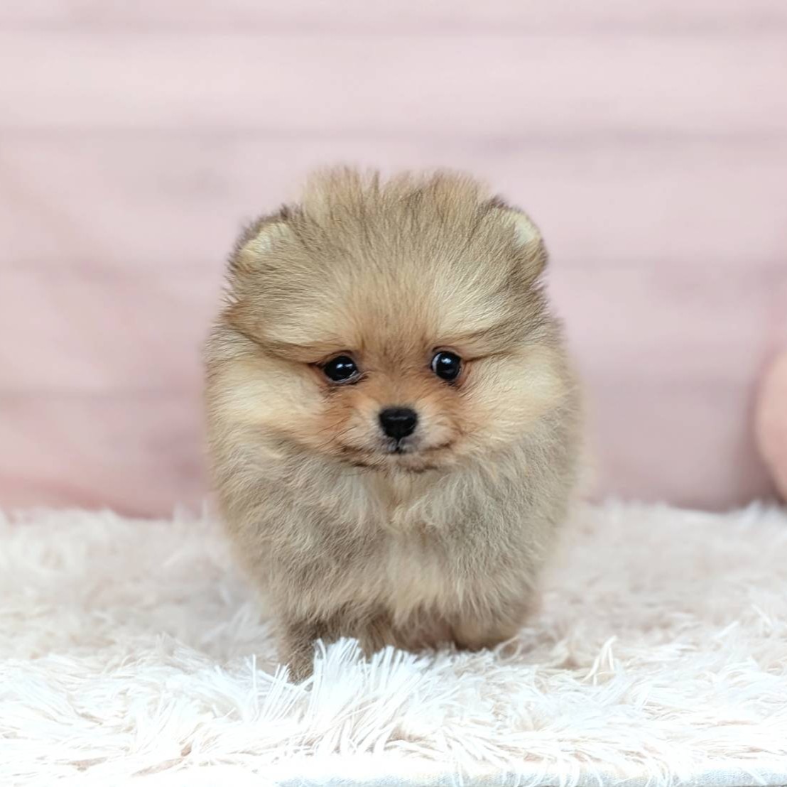 兵庫県のポメラニアン (犬の家&猫の里川西店/2025年8月30日生まれ/女の子/オレンジセーブル)の子犬の3枚目の画像