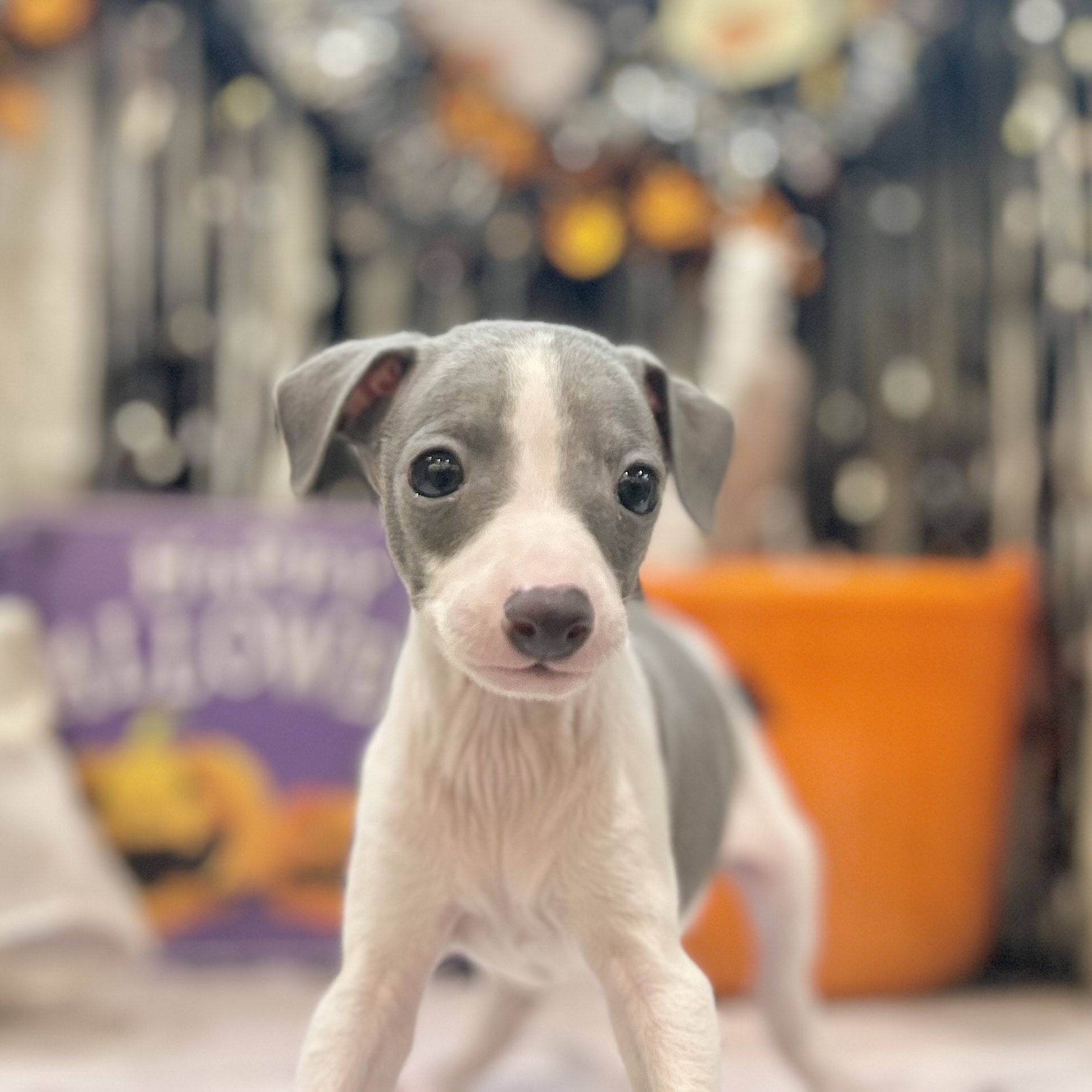 岡山県のイタリアングレーハウンド (犬の家＆猫の里倉敷店/2025年8月31日生まれ/男の子/ブルーホワイト)の子犬の3枚目の画像