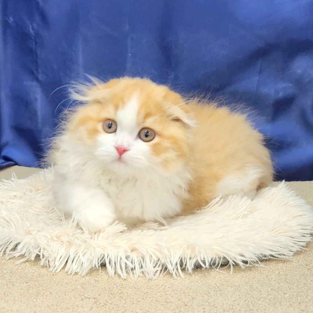 岐阜県のスコティッシュフォールド (犬の家＆猫の里中津川店/2025年11月1日生まれ/男の子/レッドタビーホワイト)の子猫の3枚目の画像