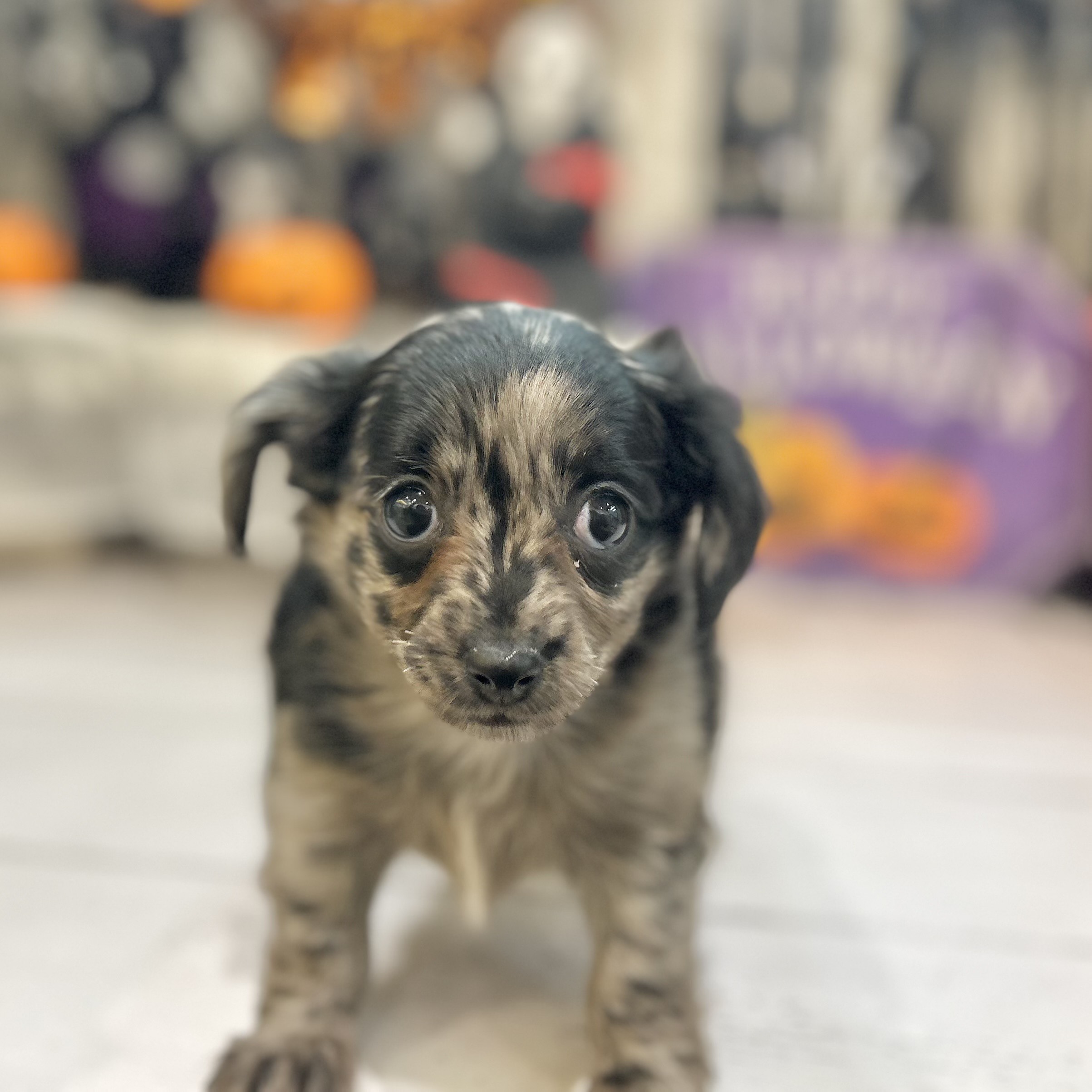 岡山県のチワックス(チワワ×ダックス) (犬の家＆猫の里倉敷店/2025年8月30日生まれ/女の子/シルバーダップル)の子犬の3枚目の画像