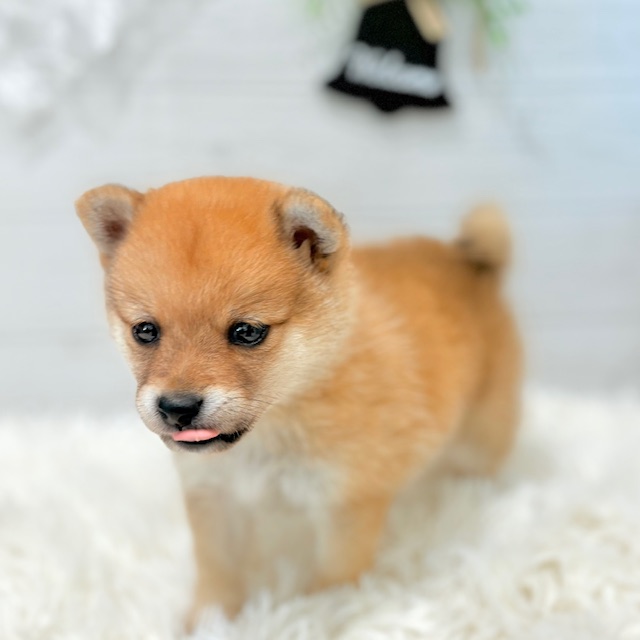 愛知県のポメ柴/豆ポメ/ポメ豆柴(ポメラニアン×柴犬) (犬の家&猫の里豊田店/2025年8月30日生まれ/男の子/オレンジ)の子犬の3枚目の画像