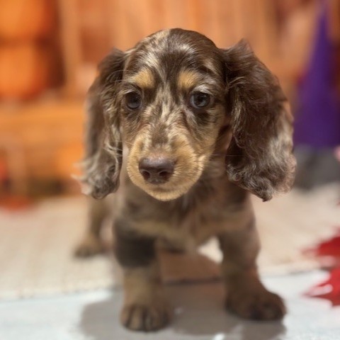 福岡県のミニチュアダックスフンド(ロング) (犬の家＆猫の里トリアス久山店/2025年8月30日生まれ/男の子/チョコレートダップル)の子犬の3枚目の画像