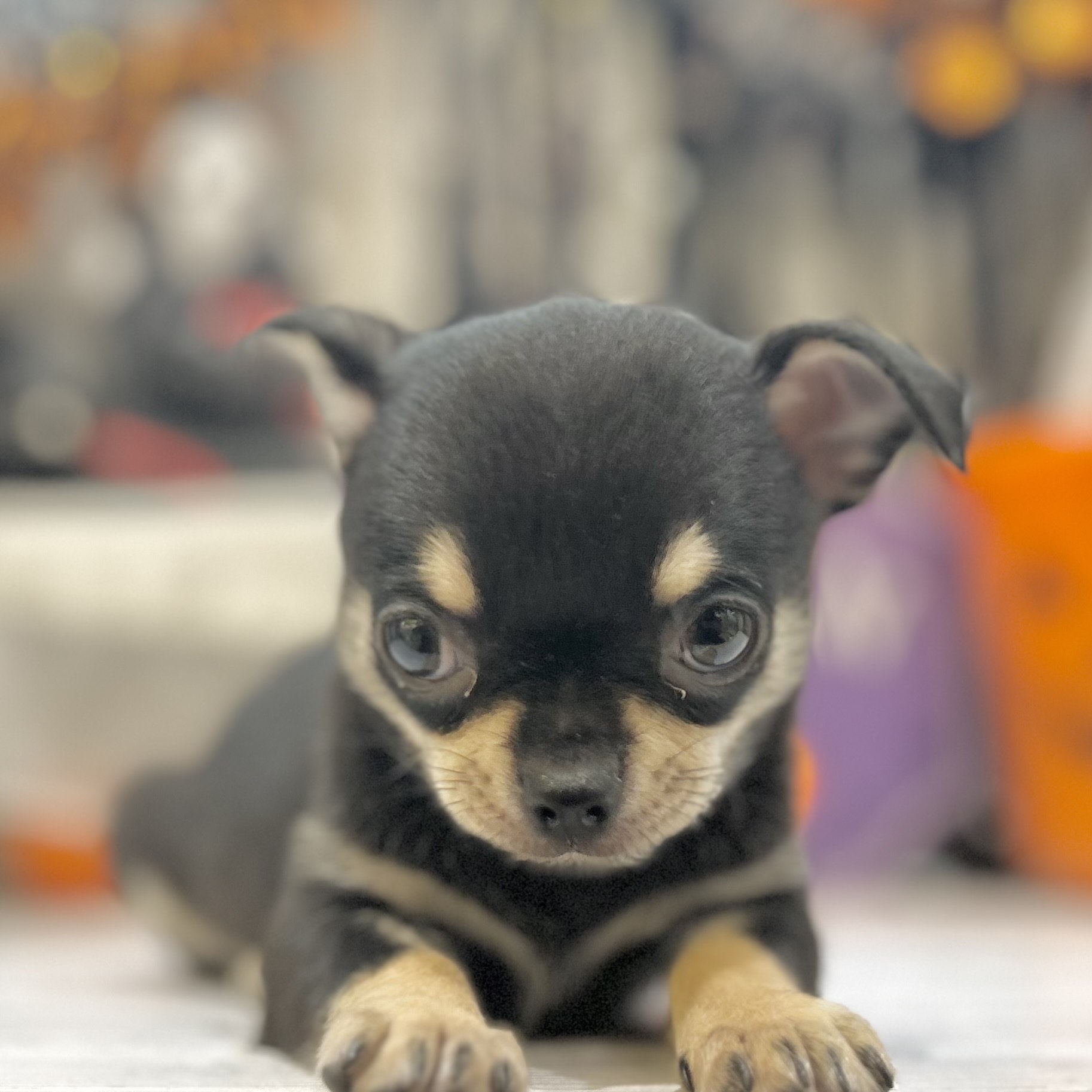 岡山県のチワワ(スムース) (犬の家＆猫の里倉敷店/2025年8月31日生まれ/男の子/ブラックタン)の子犬の3枚目の画像