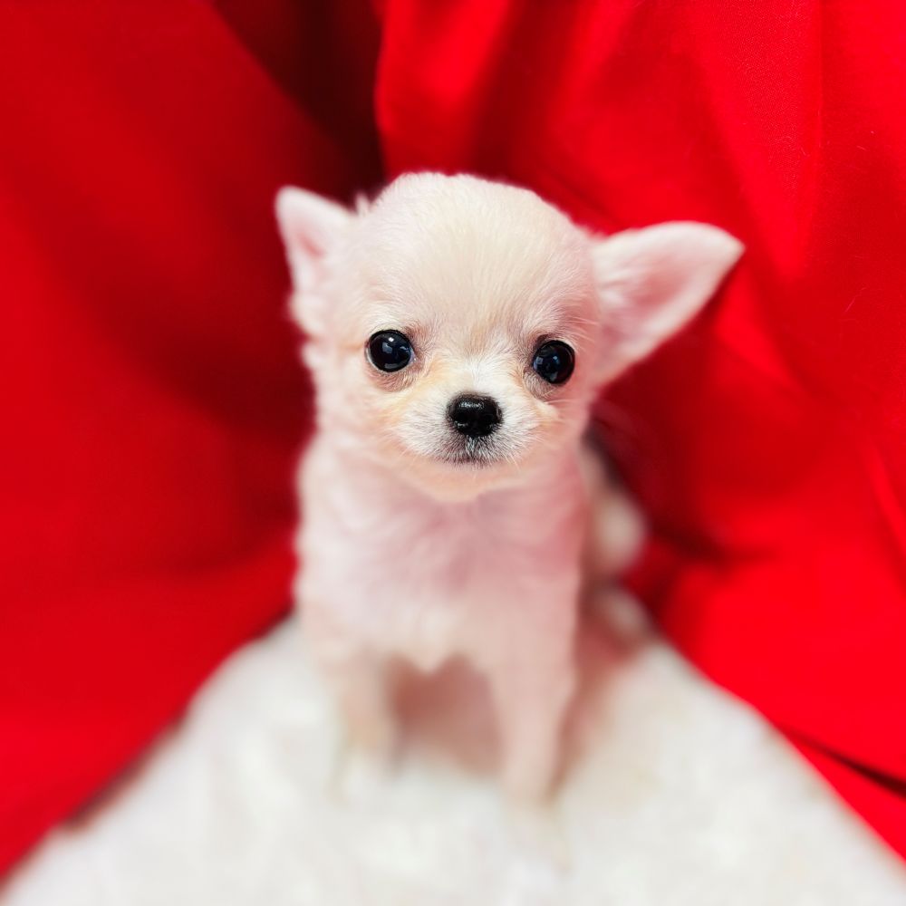 愛知県のチワワ(ロング) (犬の家＆猫の里愛知刈谷店/2025年8月31日生まれ/女の子/クリーム)の子犬の3枚目の画像