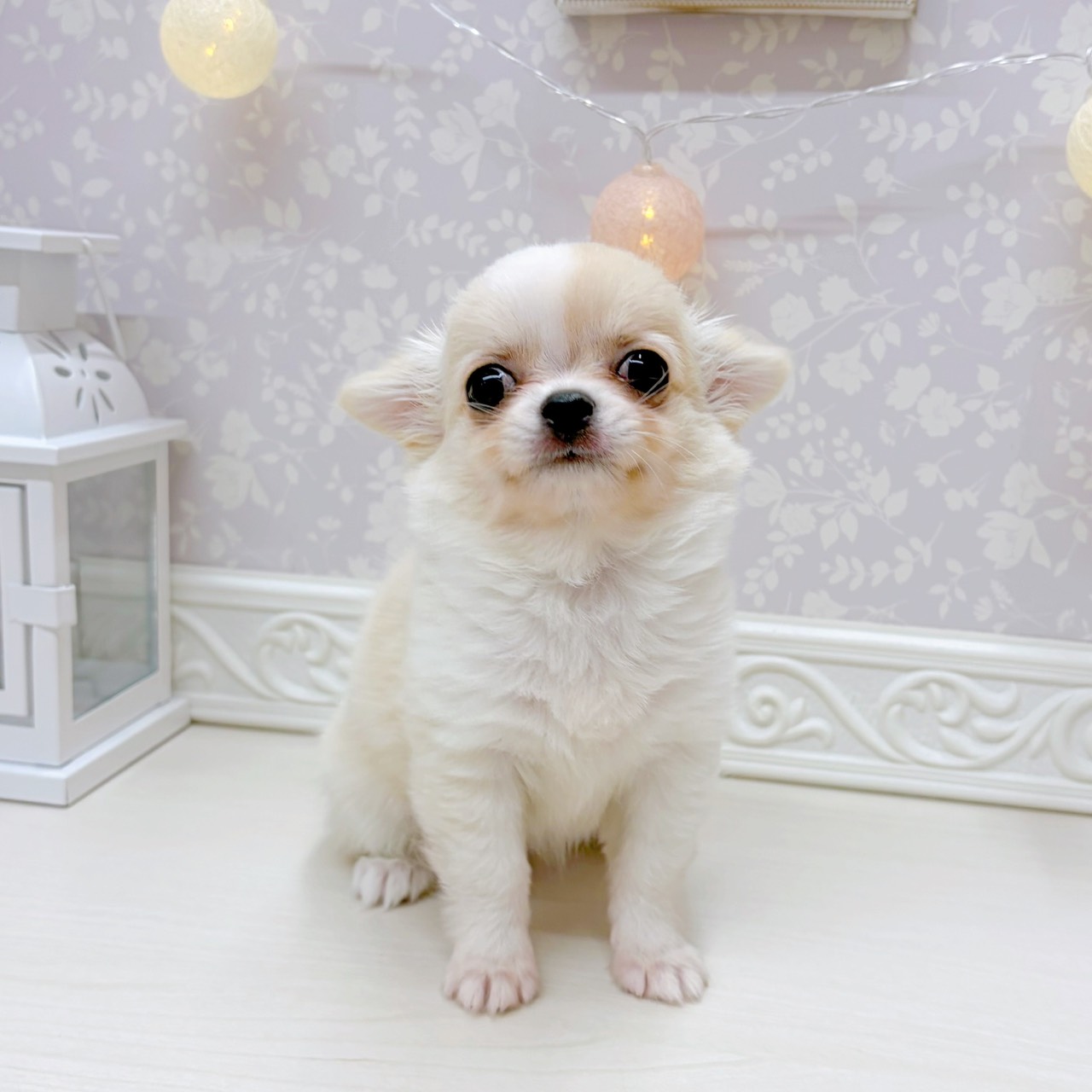 富山県のチワワ(ロング) (犬の家＆猫の里アミーゴ山室店/2025年8月30日生まれ/女の子/クリームホワイト)の子犬の3枚目の画像